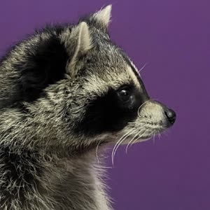 Source: profile picture from 2025-05-26