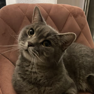 Source: profile picture from 2024-11-28