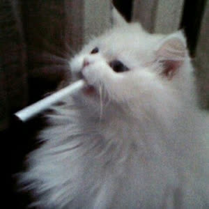 Source: profile picture from 2024-11-25