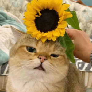 Source: profile picture from 2023-06-29