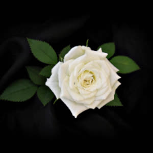 Source: profile picture from 2022-11-21