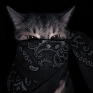 Source: profile picture from 2023-08-28