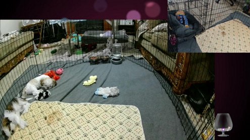 Shih Tzu Puppies! Enjoy!