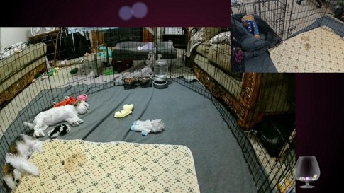Shih Tzu Puppies! Enjoy!
