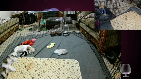 Shih Tzu Puppies! Enjoy!