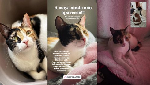 Procura-se !discord !mbway !maya