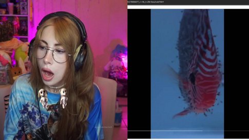 INTROS DE DOS HORAS 🤑🤑 | !youtube | IG: @MrsBonniie