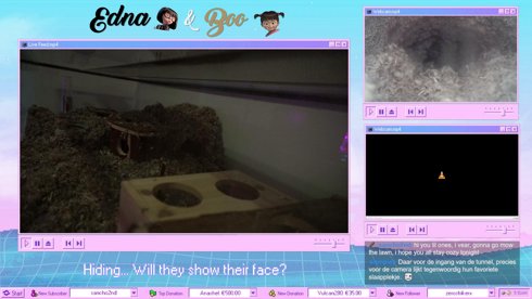 LIVE Gerbil cam! 🐹 |  Edna 🖤  & Boo 🤎 (3 months old)
