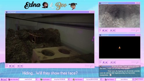 LIVE Gerbil cam! 🐹 |  Edna 🖤  & Boo 🤎 (3 months old)
