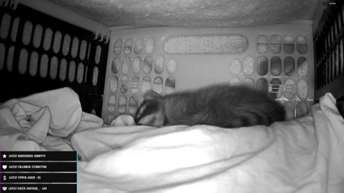 [Baby Waschbär ] Kleine Waschbär junges verlassen!