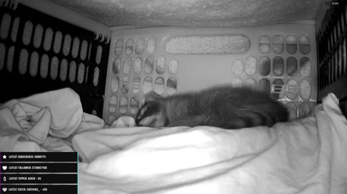 [Baby Waschbär ] Kleine Waschbär junges verlassen!